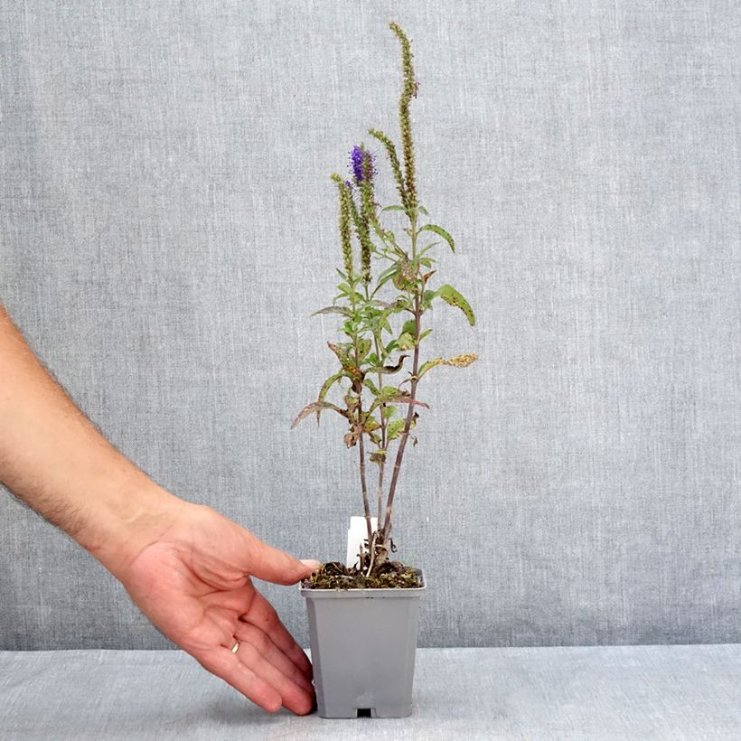 Veronica longifolia Blauriesin 8/9 cm pot sample as delivered in summer