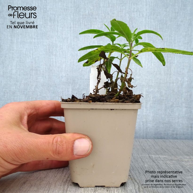 Veronica longifolia Candied Candle 8/9 cm pot sample as delivered in autumn