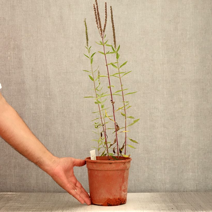 Veronica longifolia First Glory 2L/3L pot sample as delivered in summer