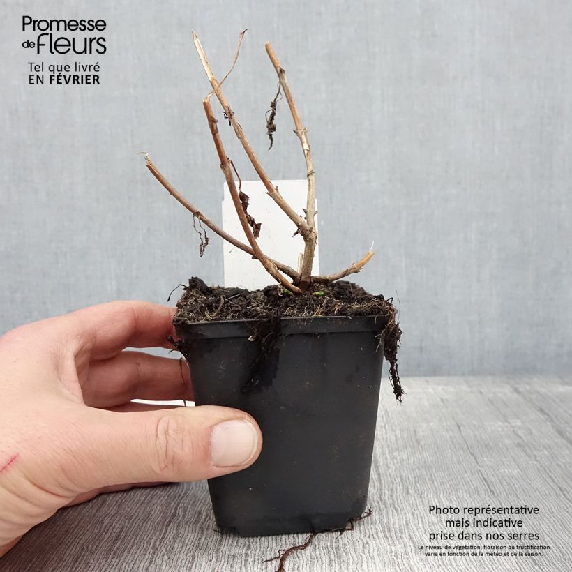 Veronica longifolia First Lady 8/9 cm pot sample as delivered in winter