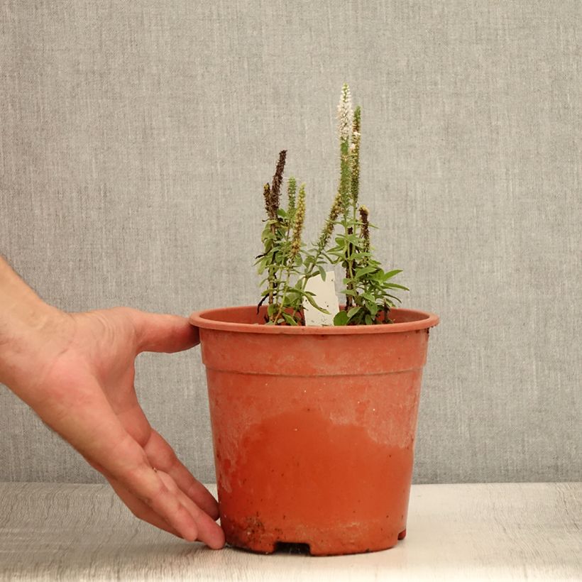 Veronica longifolia First Lady 2L/3L pot sample as delivered in summer