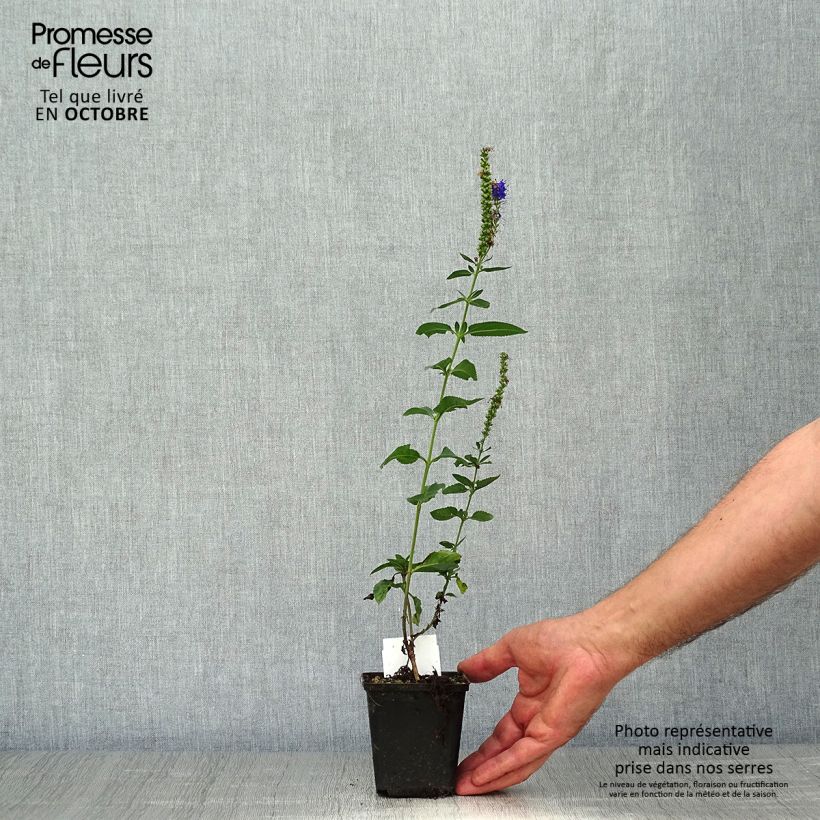 Veronica longifolia Marietta 8/9 cm pot sample as delivered in autumn