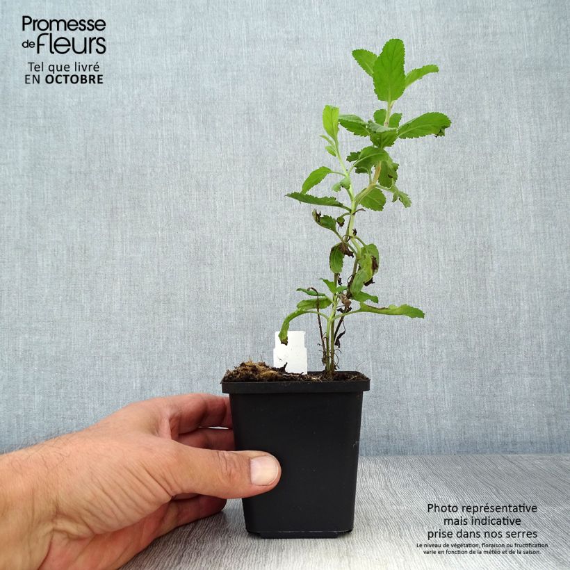 Veronica longifolia 8/9 cm pot sample as delivered in autumn