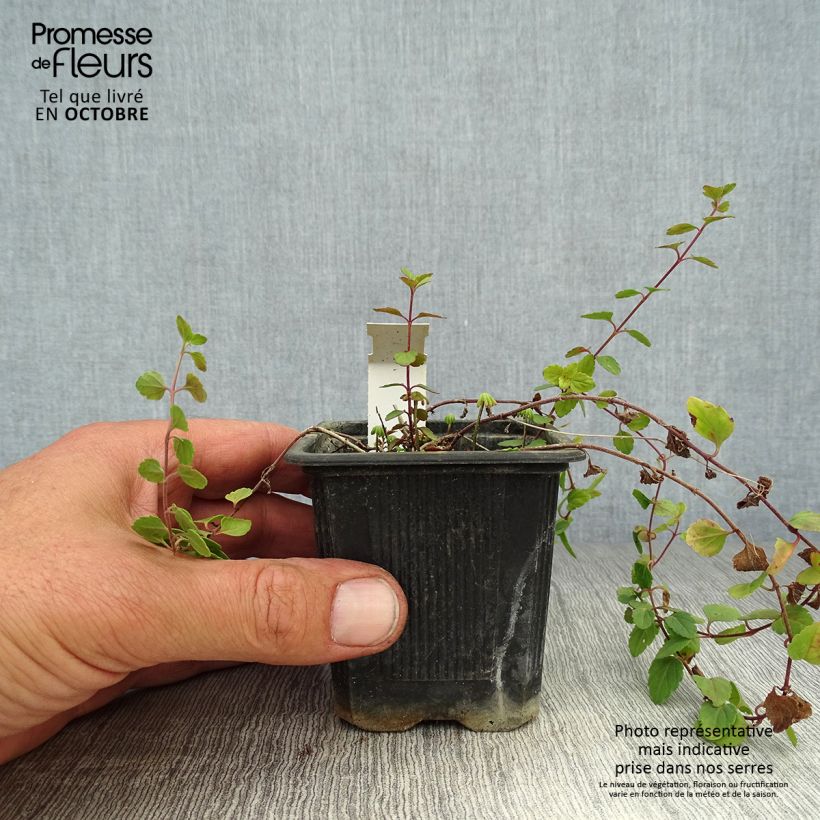 Veronica petraea Madame Mercier 8/9 cm pot sample as delivered in autumn