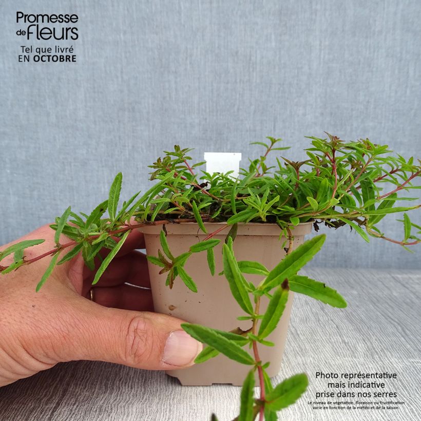 Veronica prostrata 8/9 cm pot sample as delivered in autumn