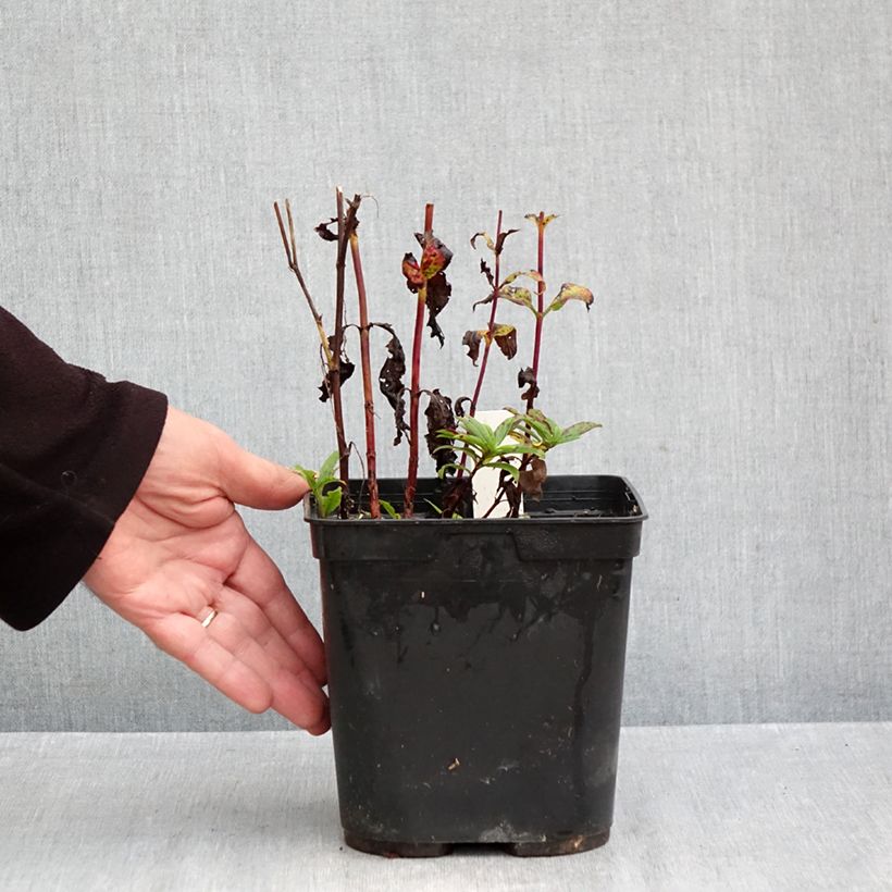 Veronica spicata Purpleicious 2L/3L pot sample as delivered in autumn