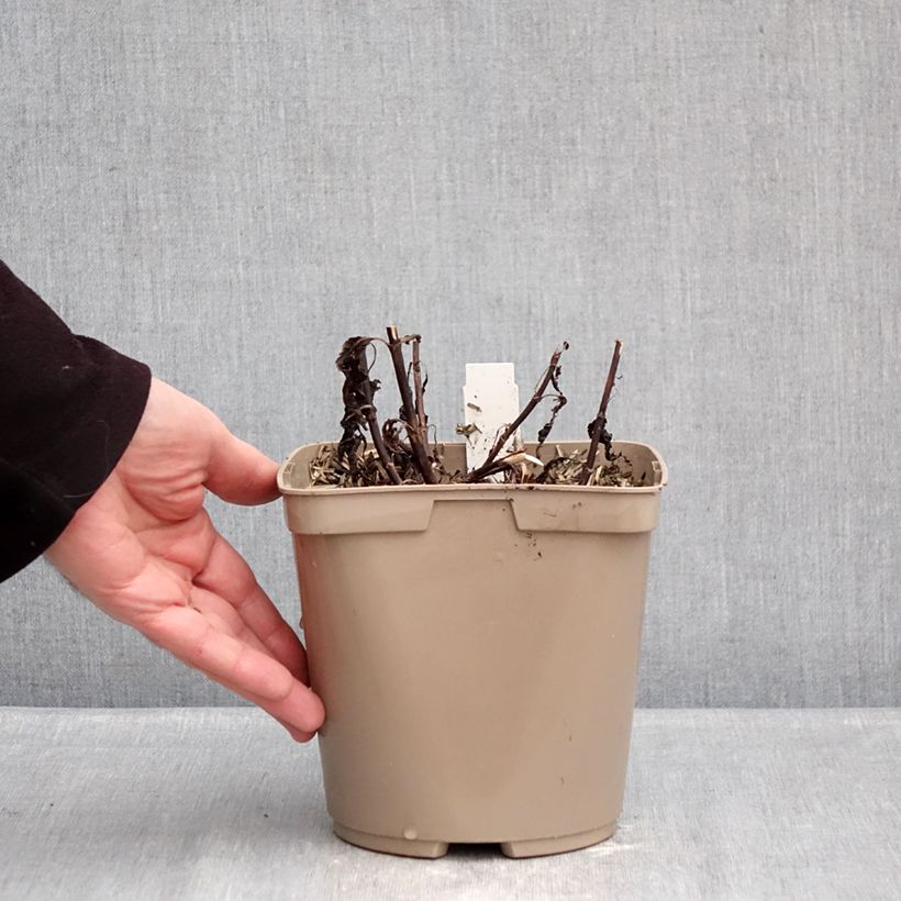 Veronica spicata Purpleicious 2L/3L pot sample as delivered in winter