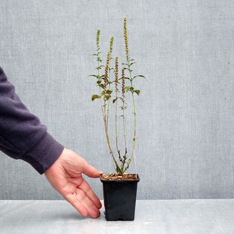 Veronica spicata Alba 8/9 cm pot sample as delivered in autumn