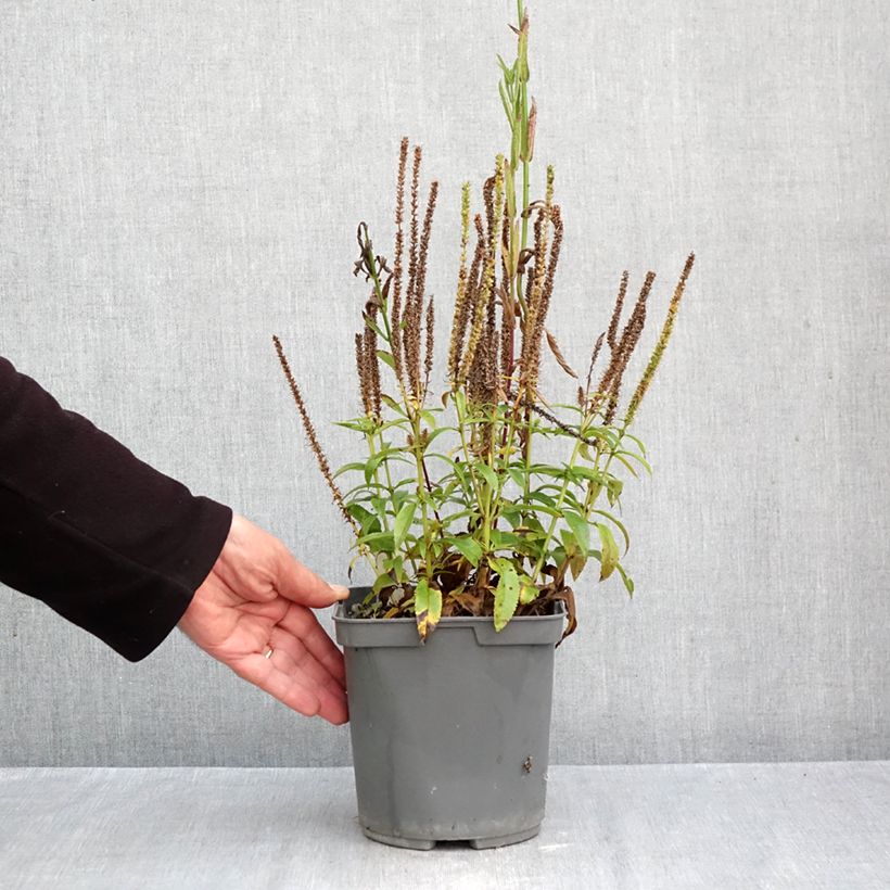 Veronica Baby Blue 2L/3L pot sample as delivered in autumn