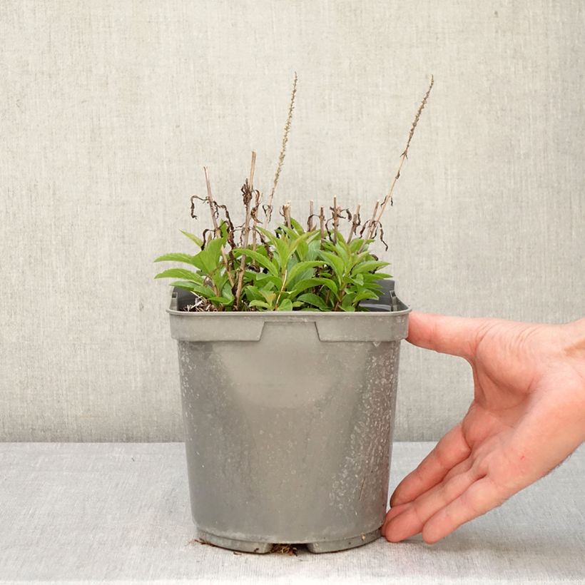 Veronica Baby Blue 2L/3L pot sample as delivered in spring