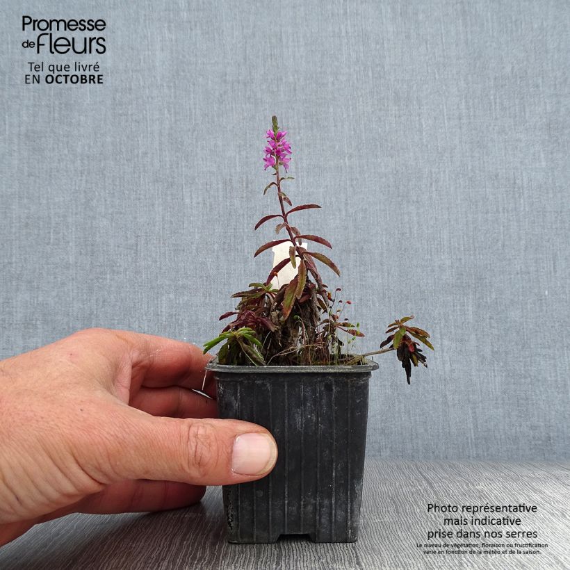 Veronica spicata Barcarolle 8/9 cm pot sample as delivered in autumn