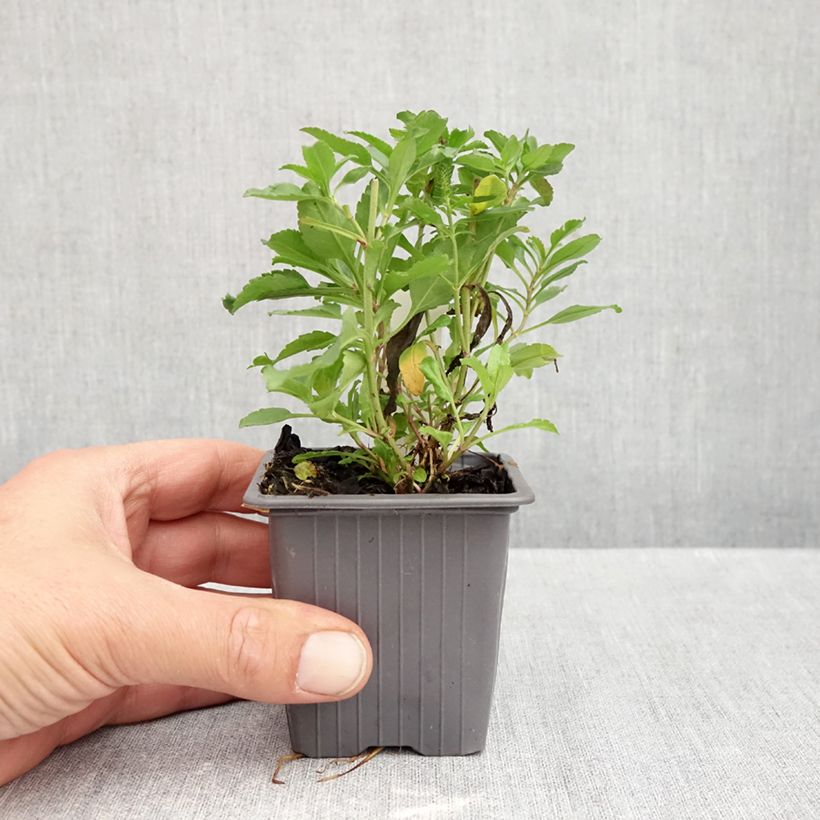 Veronica spicata Bubblegum Candles 8/9 cm pot sample as delivered in autumn
