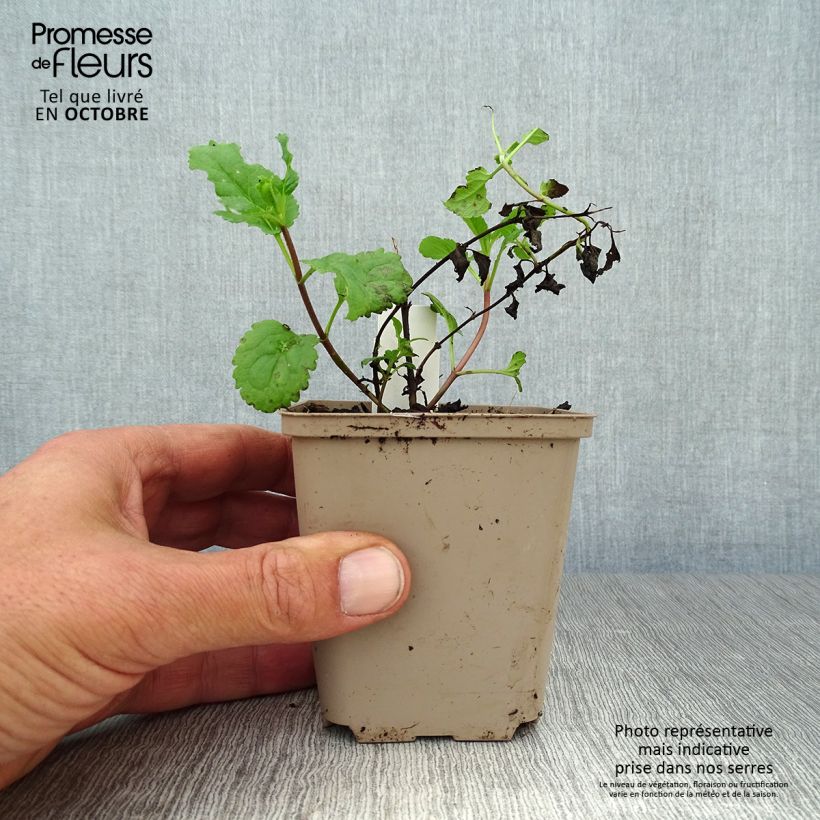 Veronica media First Love 8/9 cm pot sample as delivered in autumn