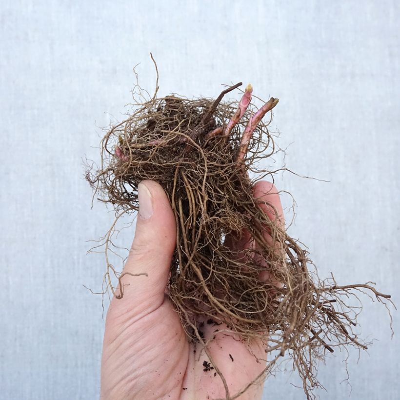 Veronica media First Love Bare root sample as delivered in winter