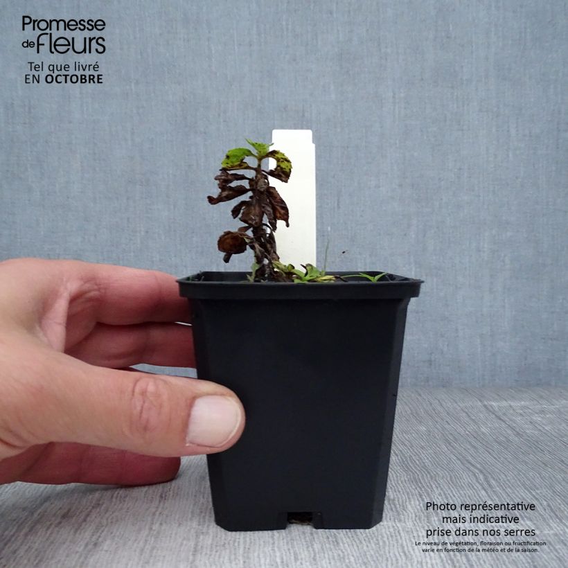 Veronica spicata Icicle 8/9 cm pot sample as delivered in autumn