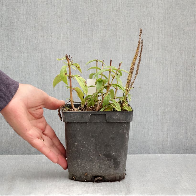 Veronica spicata Ulster Blue Dwarf 2L/3L pot sample as delivered in autumn