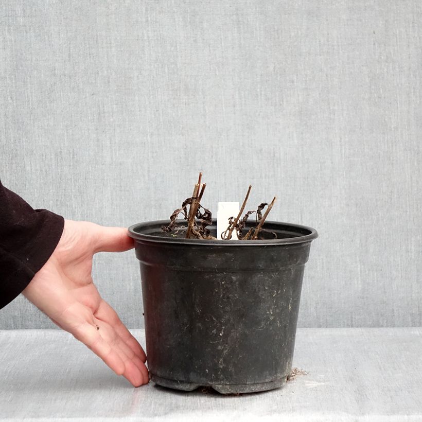 Veronica spicata Ulster Blue Dwarf 2L/3L pot sample as delivered in winter