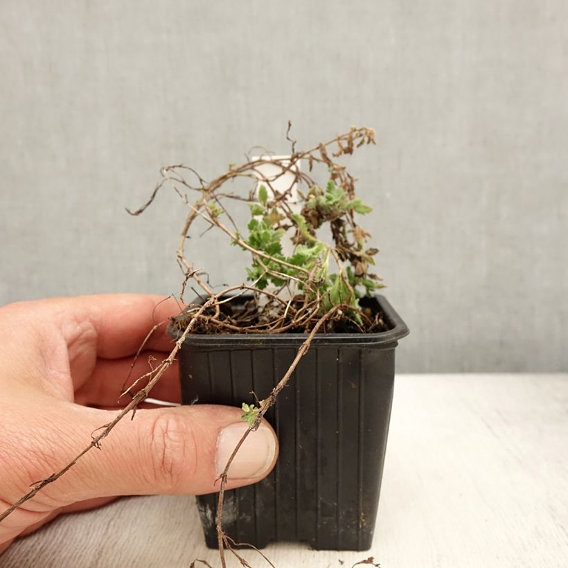 Veronica surculosa  7/8 cm pot sample as delivered in spring