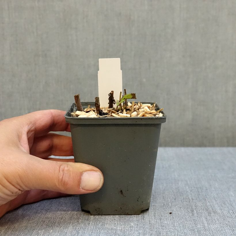 Veronicastrum sibiricum 8/9 cm pot sample as delivered in autumn