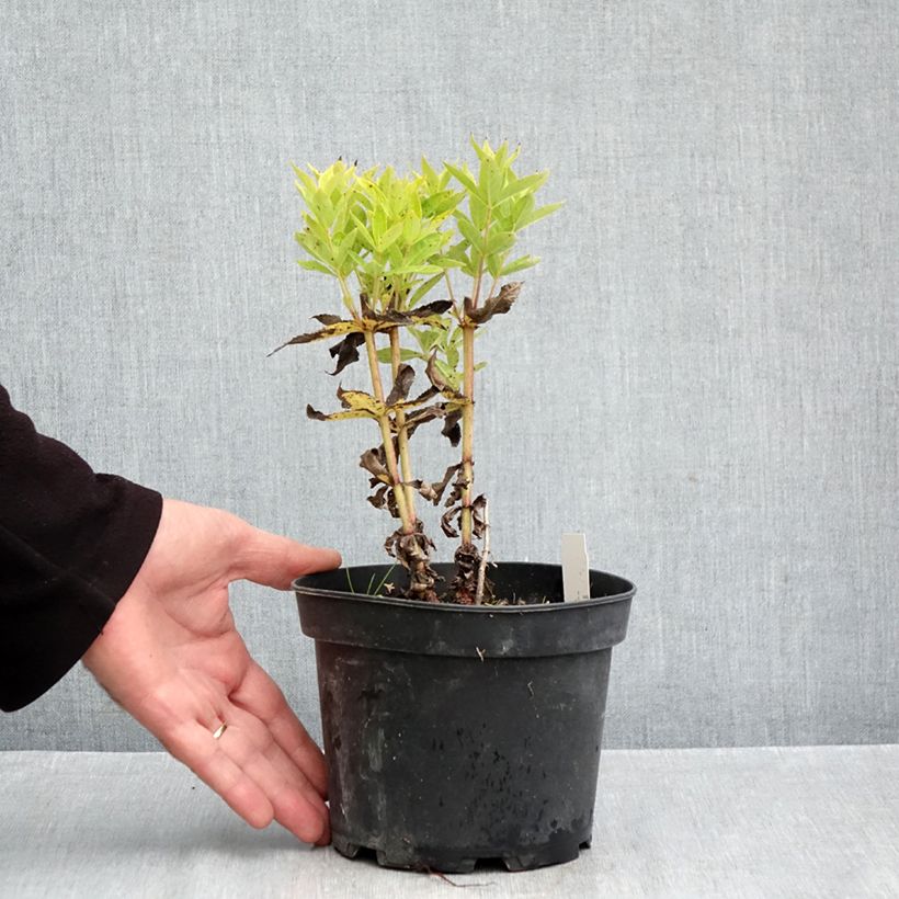 Veronicastrum virginicum Adoration 2L/3L pot sample as delivered in autumn