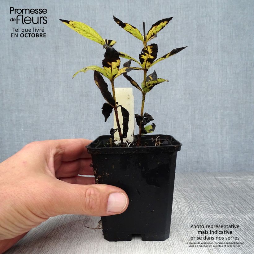Veronicastrum virginicum Cupid 8/9 cm pot sample as delivered in autumn
