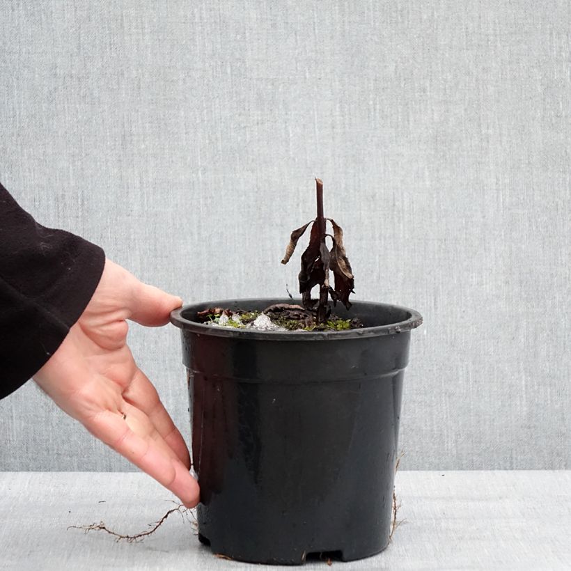 Veronicastrum virginicum Fascination 2L/3L pot sample as delivered in winter