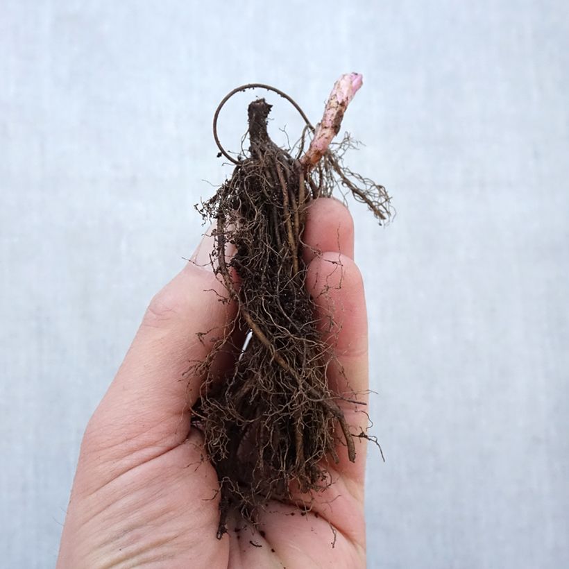 Veronicastrum virginicum Fascination Bare root sample as delivered in winter