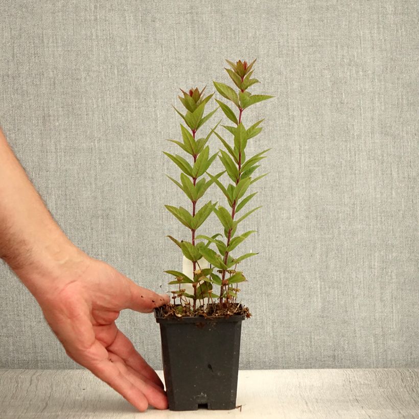 Veronicastrum virginicum Kleine Erika 8/9 cm pot sample as delivered in summer