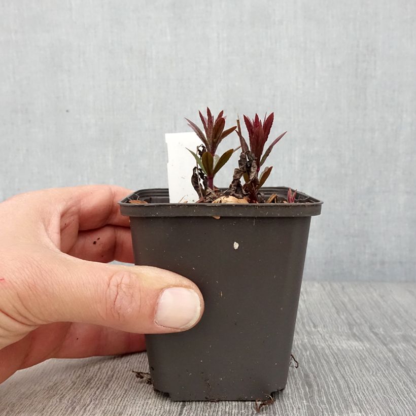 Veronicastrum virginicum Kleine Erika 8/9 cm pot sample as delivered in spring