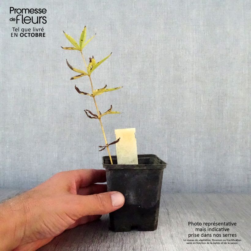 Veronicastrum virginicum Lavendelturm 8/9 cm pot sample as delivered in autumn