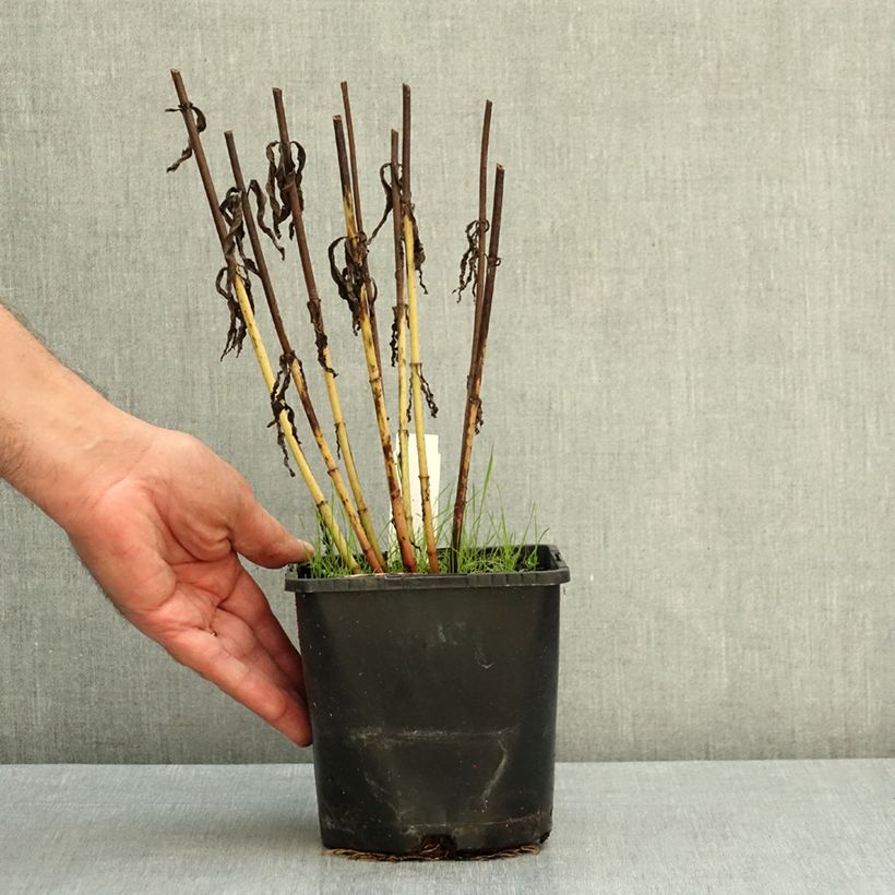 Veronicastrum virginicum Lavendelturm 2L/3L pot sample as delivered in autumn