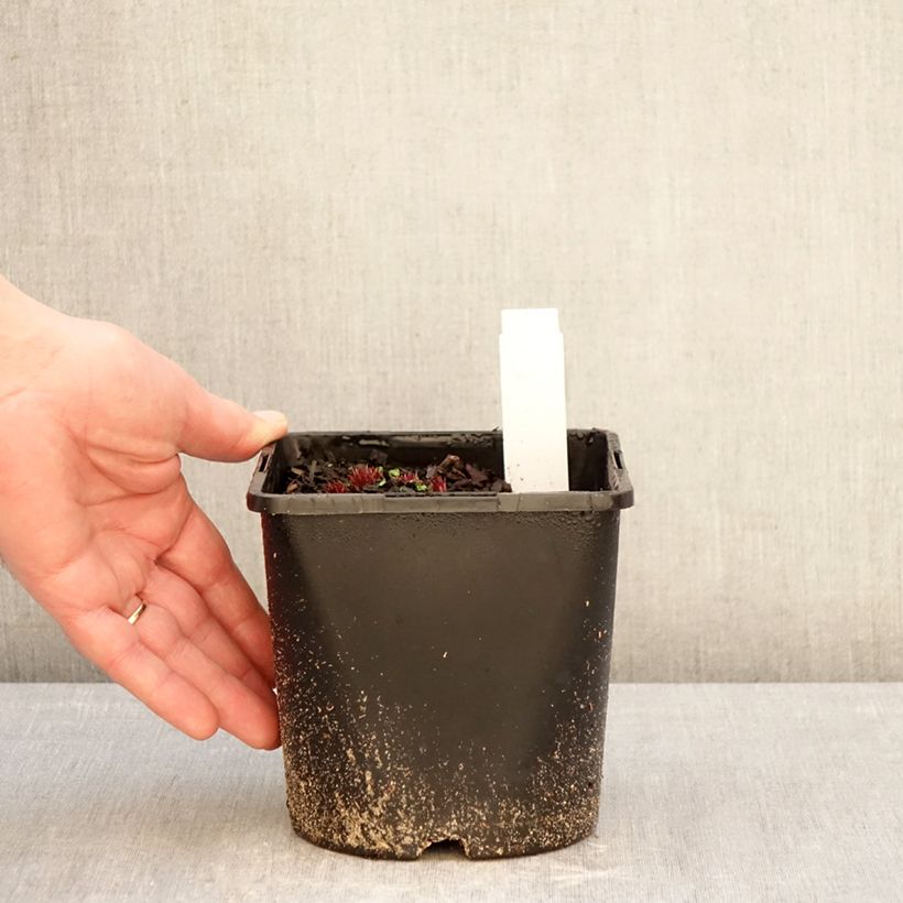 Veronicastrum virginicum Lavendelturm 2L/3L pot sample as delivered in winter