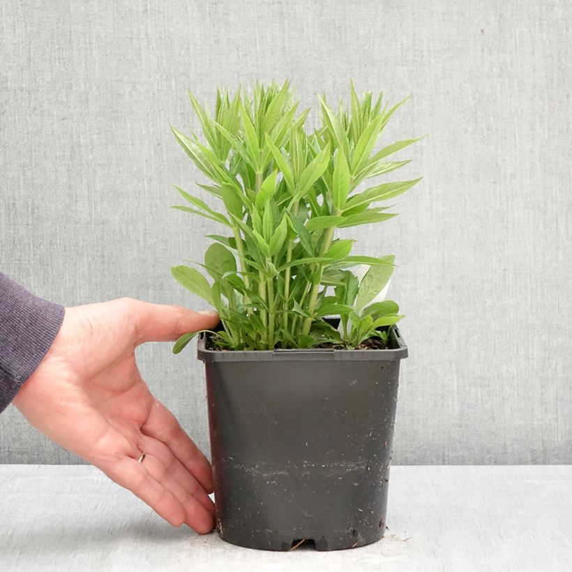 Veronicastrum virginicum Lavendelturm 2L/3L pot sample as delivered in spring