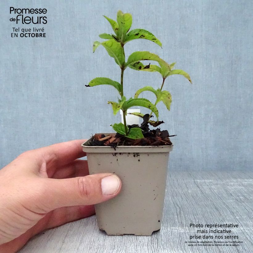 Veronicastrum Red Arrows 8/9 cm pot sample as delivered in autumn