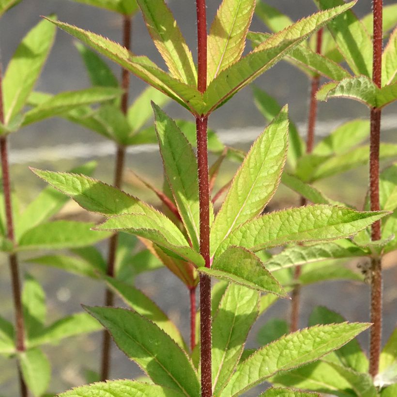 Veronicastrum virginicum Apollo (Foliage)