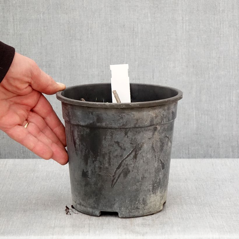 Veronicastrum virginicum Apollo 2L/3L pot sample as delivered in spring