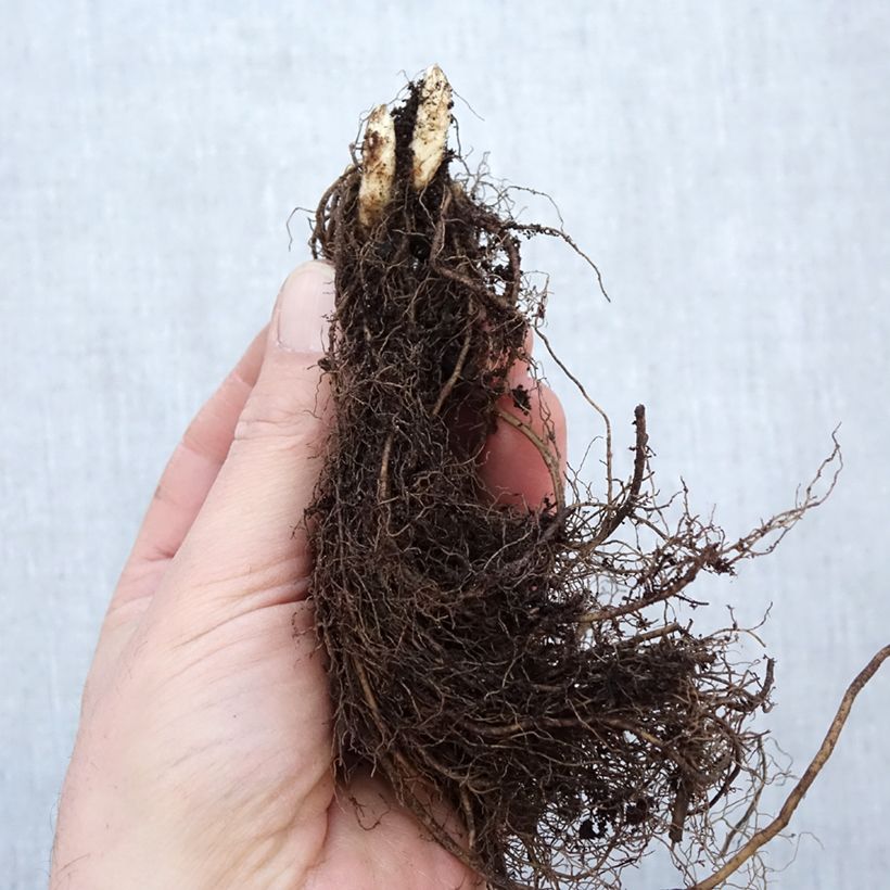 Veronicastrum virginicum Apollo Bare root sample as delivered in winter
