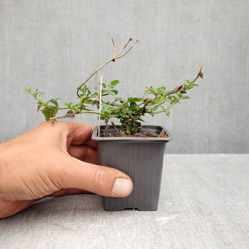 Glandularia Seabrook's Lavender - Florist's Verbena 8/9 cm pot sample as delivered in autumn