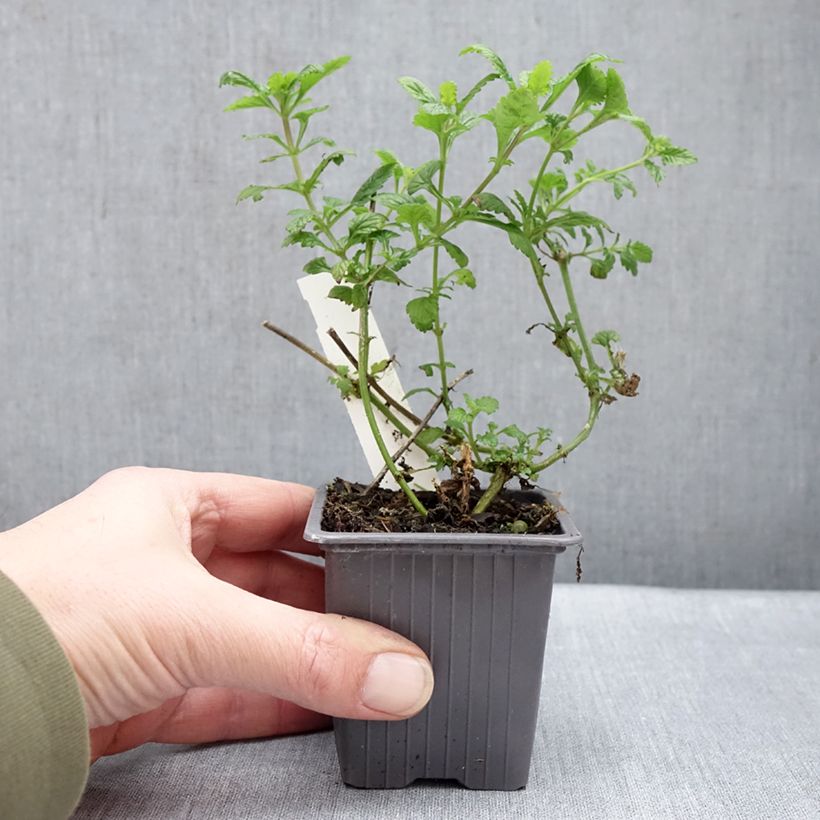 Glandularia Seabrook's Lavender - Florist's Verbena 8/9 cm pot sample as delivered in winter