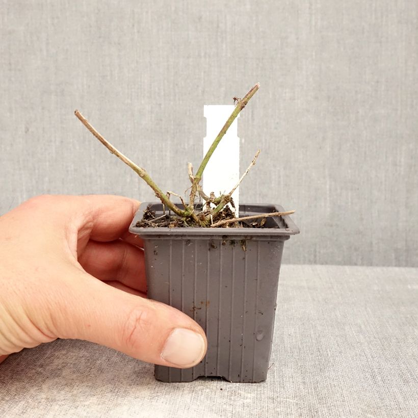 Glandularia Seabrook's Lavender - Florist's Verbena 8/9 cm pot sample as delivered in spring