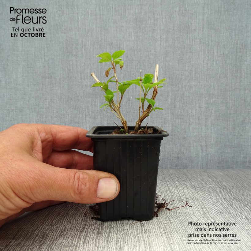 Lippia dulcis - Aztec Sweet Box 7/8 cm pot sample as delivered in autumn