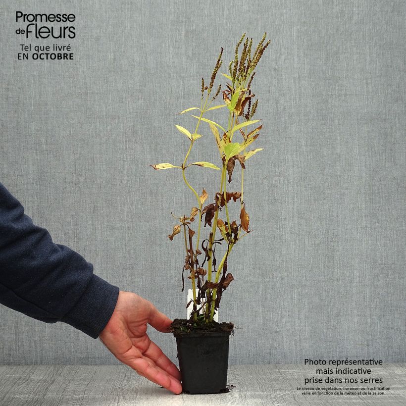 Verbena hastata Alba 8/9 cm pot sample as delivered in autumn