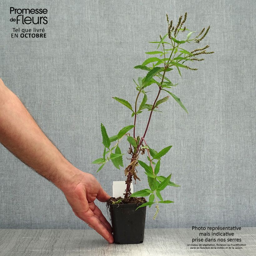 Verbena hastata  8/9 cm pot sample as delivered in autumn