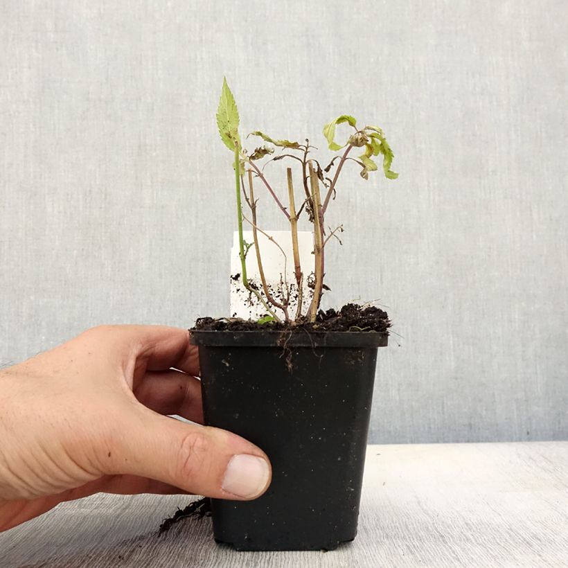 Verbena hastata Rosea 8/9 cm pot sample as delivered in autumn