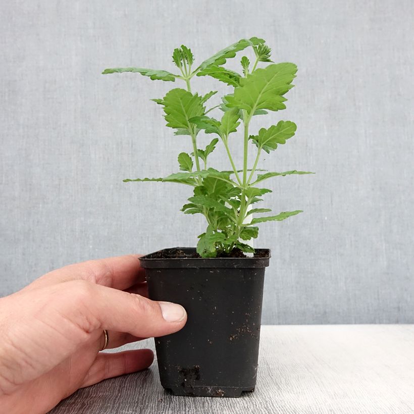 Verbena hybrida Virgo Lavender Star 8/9 cm pot sample as delivered in spring