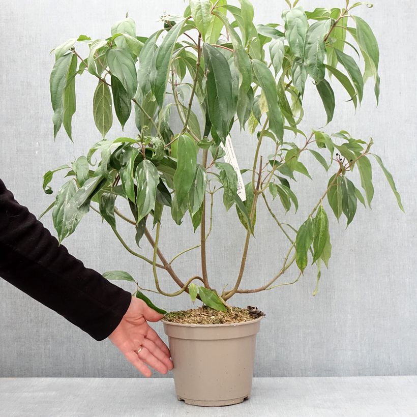 Viburnum cylindricum 4L/5L pot sample as delivered in winter