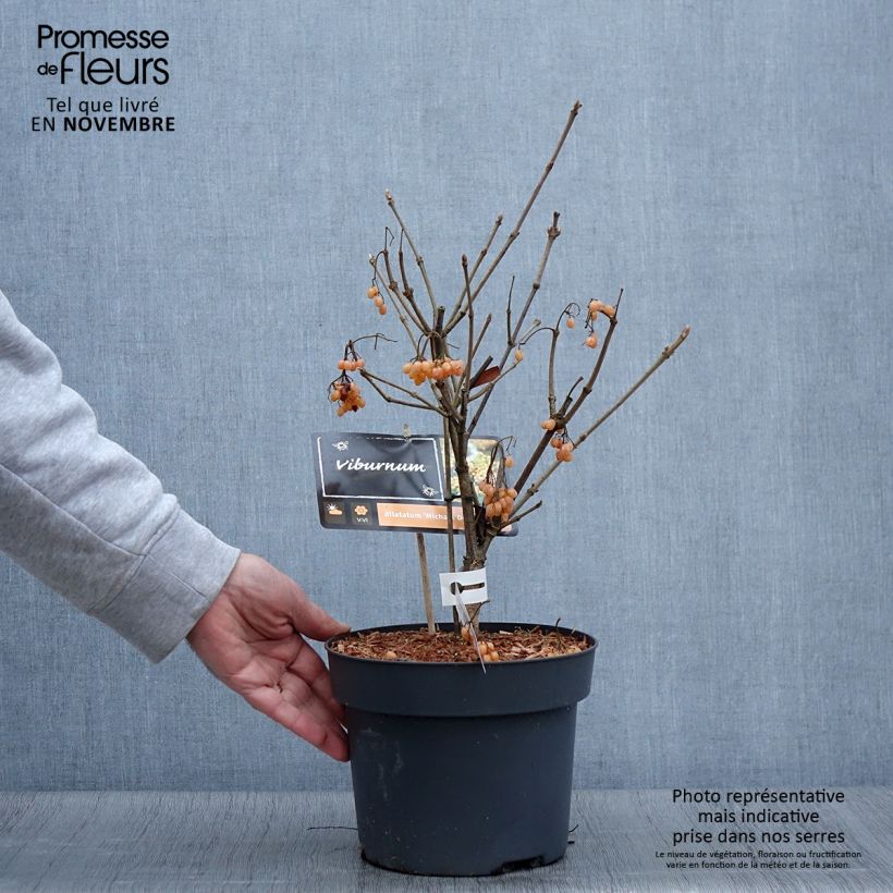 Viburnum dilatatum Michael Dodge 4L/5L pot sample as delivered in autumn