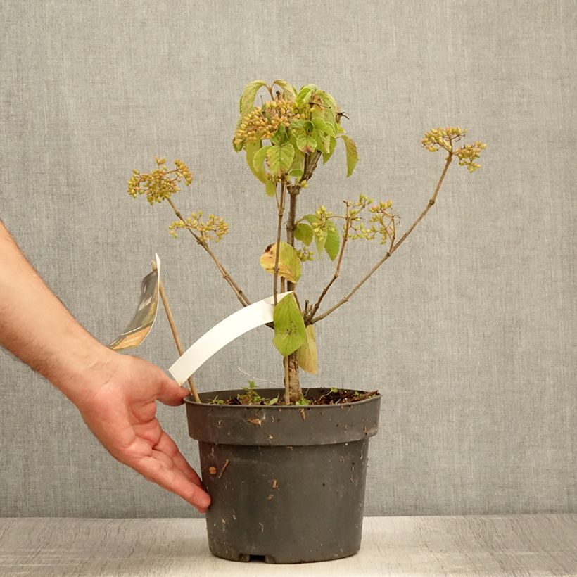 Viburnum dilatatum Michael Dodge 4L/5L pot sample as delivered in summer