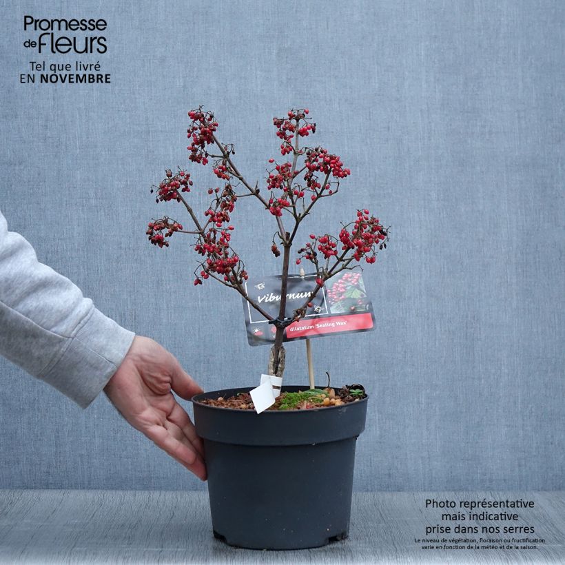 Viburnum dilatatum Sealing Wax 4L/5L pot sample as delivered in autumn