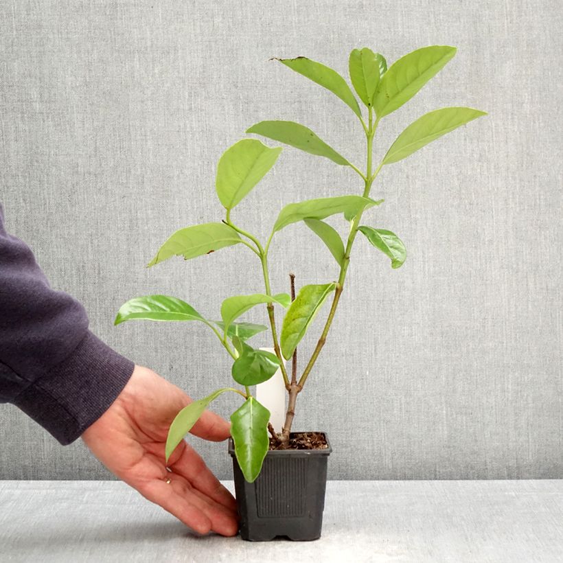 Viburnum lucidum 8/9 cm pot sample as delivered in spring